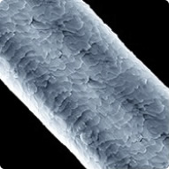 Cuticula sanatoasă, bine hidratată