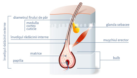 Structura firului de par